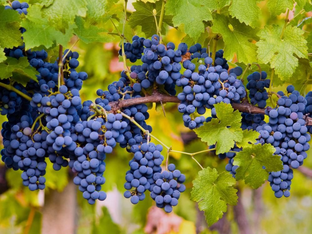 Mobile transformation for a luxury winery