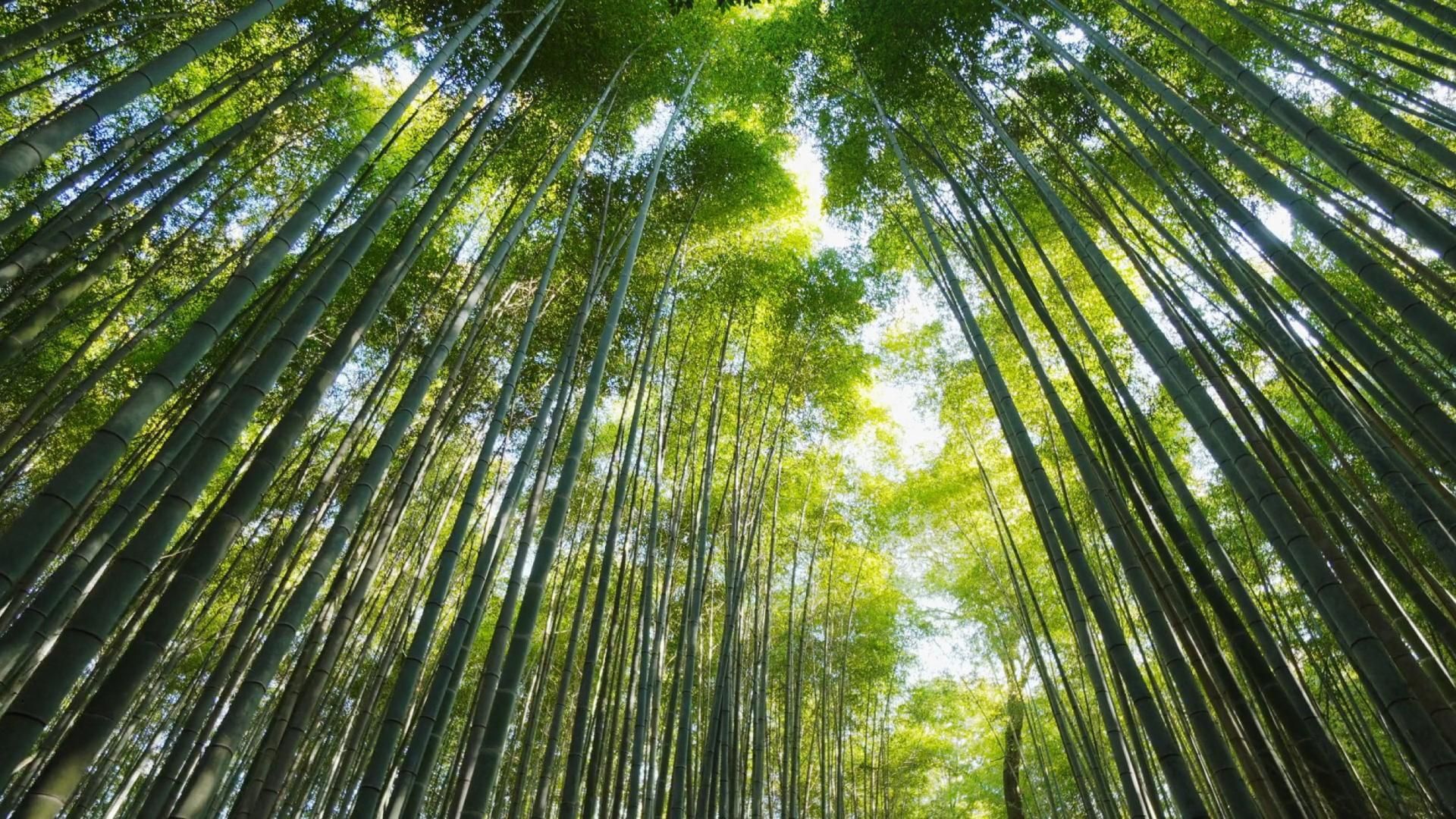 Plywood defect detection & grading solution