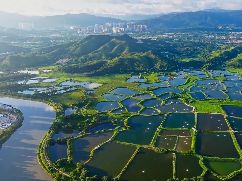 Replacing legacy CRM with a cost-effective Microsoft Power Platform solution